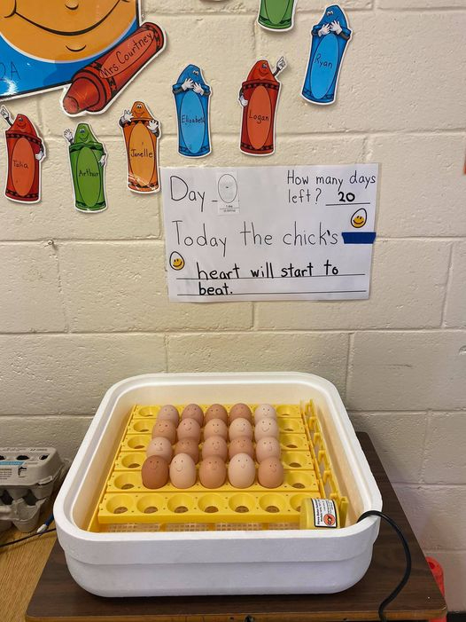 Island students are patiently awaiting the hatching of their chicks